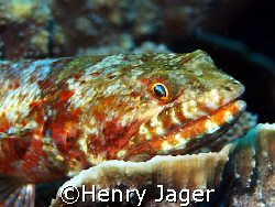 "You see my teeth ??? So don't move one inch closer!"    ... by Henry Jager 